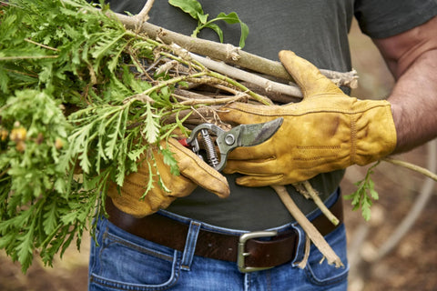 Front view of Corona BP 3180D forged classic bypass pruner with red accents held by gloved hands among branches