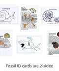Totally Real Fossil Collection Kit with 12 Fossils ID cards, including shark teeth and ammonite illustrations, STEM science set for kids