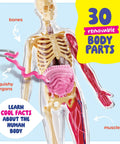 Squishy Human Anatomy Body Model With 30 Removable Parts For Kids Aged 4 8 showing muscles, bones, and squishy organs details.