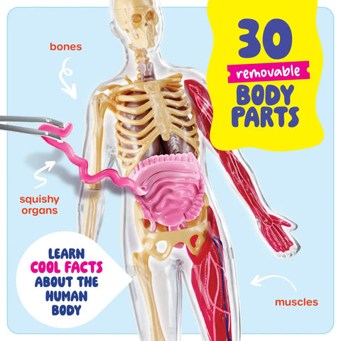 Squishy Human Anatomy Body Model With 30 Removable Parts For Kids Aged 4 8 showing muscles, bones, and squishy organs details.