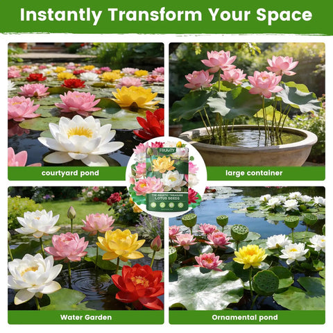 60 Seed Pack Lotus Seeds For Water Planting In Mixed Color Bowls Aquatic Water Lily Seeds For Indoor Bonsai Outdoor Ponds Garden Easy Germination And A Thoughtful Gift For Mom Women Friends