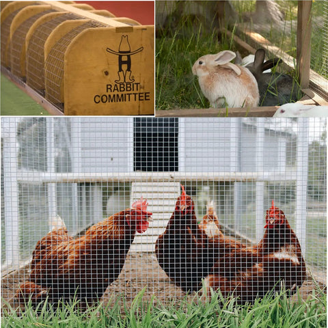 Heavy Duty Galvanized Welded Wire Cloth Roll 36 Inch Wide By 100 Feet Long One Half Inch Mesh 19 Gauge Fencing with chickens and rabbits