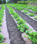 Natural Organic Paper Mulch Ground Cover Mat for Veggie Gardens Black 3 by 300 Feet installed in outdoor planting area