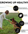Person training a German Shepherd in a field, illustrating dog obedience and exercise benefits for Backyard Dog Agility Training Course Set For Pets