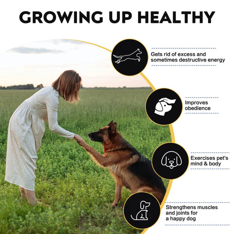 Person training a German Shepherd in a field, illustrating dog obedience and exercise benefits for Backyard Dog Agility Training Course Set For Pets