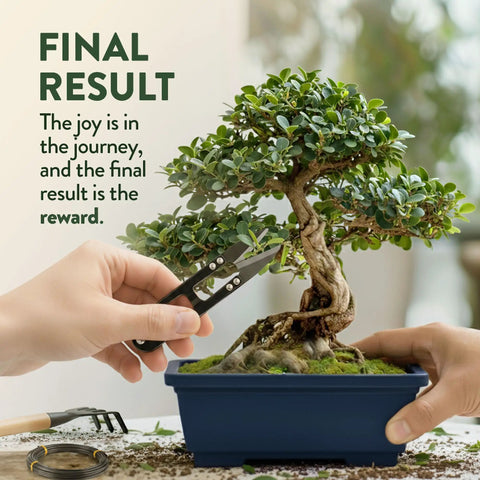 All In One Bonsai Starter Kit For Plant Lovers Grow Four Bonsai Trees At Home With Four Pots Soil Pellets Markers Seed Packets