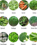 Assortment of vegetables including radish, greens, carrot, celery, spinach, cabbage, coriander, green onions, cauliflower, lettuce, broccoli.