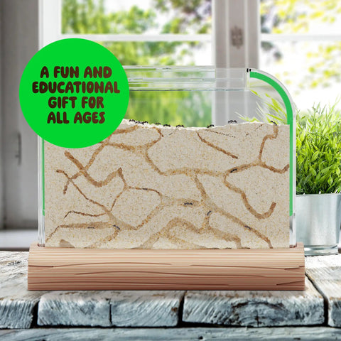 Ant Farm Kit For Kids And Curious Learners Complete Colony Setup With Sand Habitat And Living Ants Voucher Included