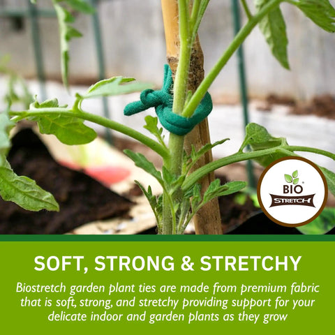 Soft Strong Stretchy Garden Plant Ties No-Fuss For Indoor And Outdoor Plants securing a tomato plant to a wooden stake.