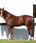 Double Bridle With Reins In Black For Warmbloods, Show Ring Ready, Traditional Style With Raised Padded Cavesson Noseband