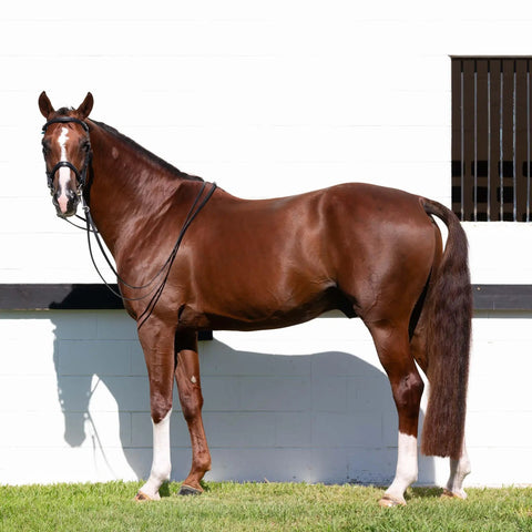 Double Bridle With Reins In Black For Warmbloods, Show Ring Ready, Traditional Style With Raised Padded Cavesson Noseband