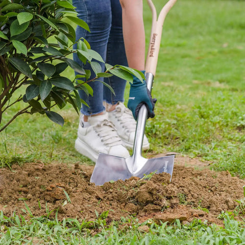 Heavy Duty 43 Inch Round Shovel With Wooden D Handle And Stainless Steel Blade in use for planting shrubs in a garden
