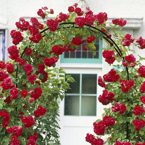 Two Form Outdoor Garden Arch Trellis adorned with red climbing roses, made from sturdy steel, in front of a white house.