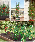 Adjustable 6.2Ft Garden Trellis For Climbing Plants And Vines Rustproof Metal Plant Support with tomatoes growing