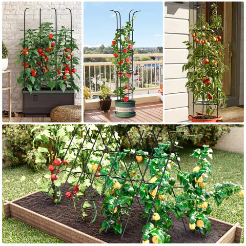 Adjustable 6.2Ft Garden Trellis For Climbing Plants And Vines Rustproof Metal Plant Support with tomatoes growing