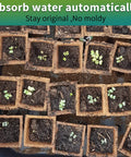 Close-up of seedlings in 320 cell seedling starter trays with 20 pack biodegradable peat pots for quick germination and propagation.
