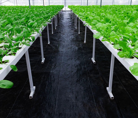 Pro Grade 5oz Landscape Fabric Weed Barrier Mat 3 Feet By 50 Feet Heavy Duty Ground Cover in a greenhouse garden path
