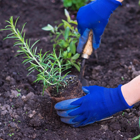 Hands in blue gloves planting rosemary using a 50 Pack 4 Inch Biodegradable Seed Starter Pot with Drainage Holes in soil.