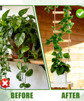 Before and after using Ultra Tall 3ft Wooden Ladder Trellis for Potted Plants with Vines, Pothos climbing for vertical garden decor.