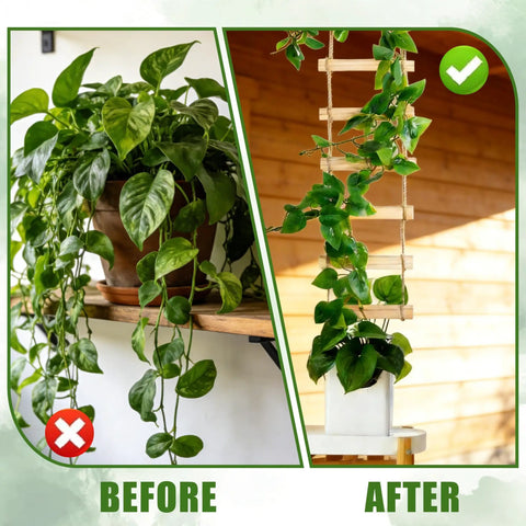 Before and after using Ultra Tall 3ft Wooden Ladder Trellis for Potted Plants with Vines, Pothos climbing for vertical garden decor.