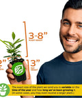 Night Blooming Jasmine Live Plant Cestrum Nocturnum Starter Plant in a 3-inch pot held by a person, showing plant height and pot dimensions.