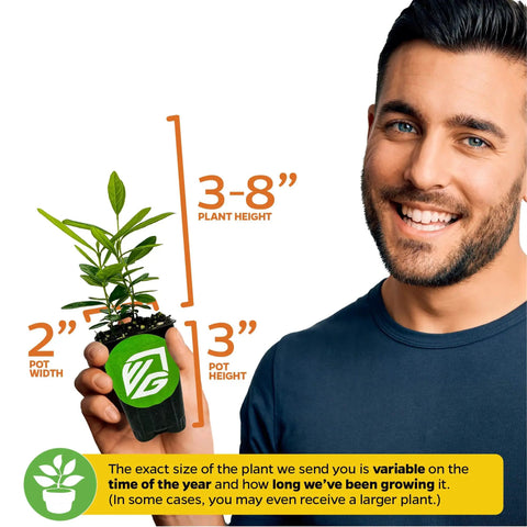 Night Blooming Jasmine Live Plant Cestrum Nocturnum Starter Plant in a 3-inch pot held by a person, showing plant height and pot dimensions.