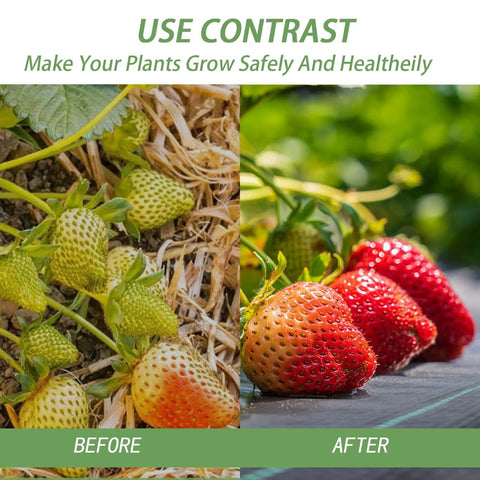Comparison of unripe strawberries on bare soil and ripe strawberries on black landscape fabric weed barrier