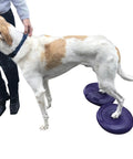 Dog using Balance Disc Cushion 14 Inch For Dogs With Pump And 2 Rehab Exercises Anti Burst Portable Dog Therapy Disk in purple