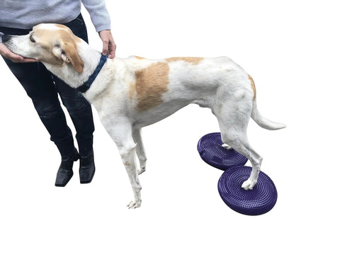 Dog using Balance Disc Cushion 14 Inch For Dogs With Pump And 2 Rehab Exercises Anti Burst Portable Dog Therapy Disk in purple