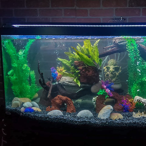 Aquarium with Black Cactus Pea Gravel Rocks 3Lb 1/4 Inch Pebbles For Indoor Plants And Succulents, colorful plants, and decorations