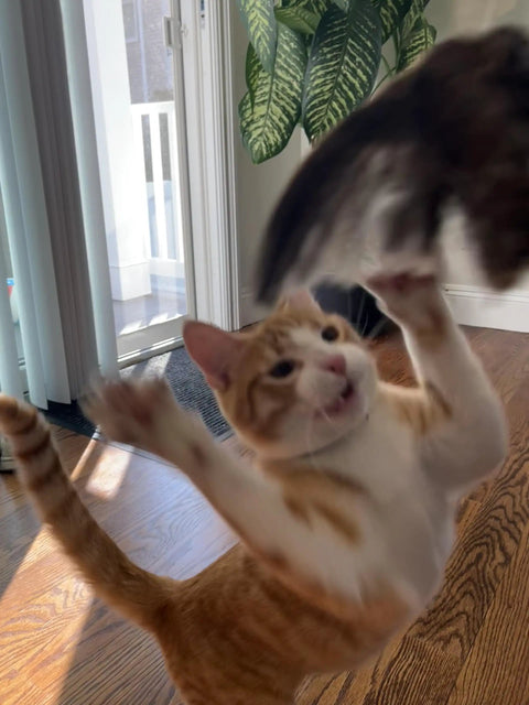Cat leaping to catch Real Quail Wing On String Cat Toy For Interactive Play And Training With Bird Scent Great For Cats And Dogs.