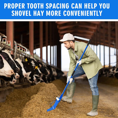 Man using Three Sets Metal Manure Fork With Long Handle Pitch Fork Muck Rake in barn with cows, 15x11 in head, blue handle