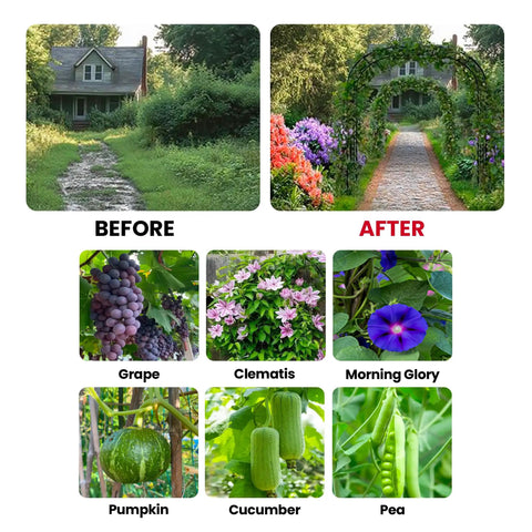Before and after garden transformation with Extra Large Garden Arch Trellis Heavy Duty Galvanized Metal for climbing plants.
