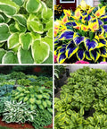 Shade Garden Hosta Seeds For Easy Care Perennials To Create Lush Borders And Container Displays With Low Maintenance Green Foliage Ideal For Dark Corners Partial Shade And Gift Worthy. hosta leaves in shade garden borders and container displays