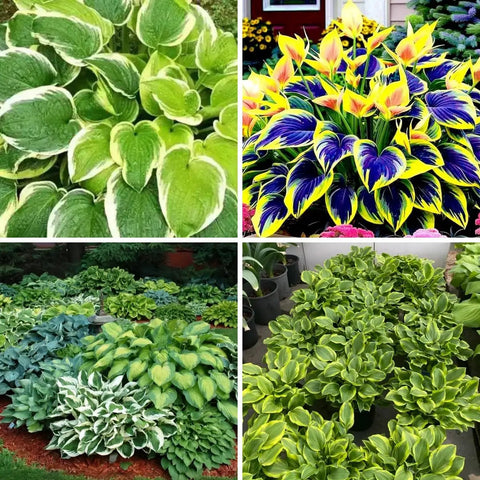 Shade Garden Hosta Seeds For Easy Care Perennials To Create Lush Borders And Container Displays With Low Maintenance Green Foliage Ideal For Dark Corners Partial Shade And Gift Worthy. hosta leaves in shade garden borders and container displays