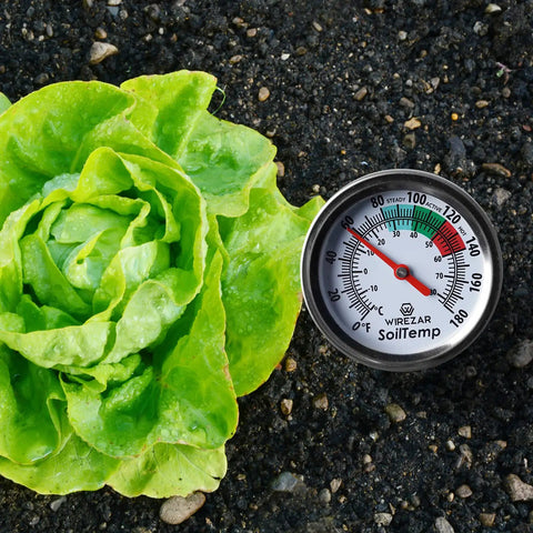 Waterproof Compost And Soil Thermometer With 5 Inch Stainless Steel Stem For Ground And Garden Use next to lettuce in soil.