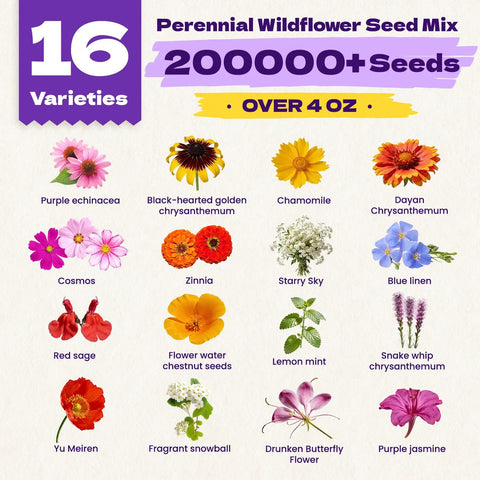 Bulk Wildflower Seeds Pack With Sixteen Varieties Perennial And Annual To Attract Bees Butterflies And Hummingbirds High Germination For Outdoor Pollinator Gardens A Totally Sweet Gift For Mom And Garden Lovers