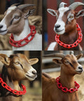 Four goats wearing red plastic chains around their necks in outdoor setting.