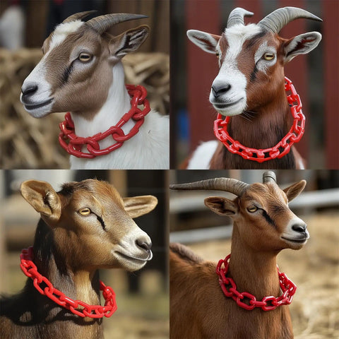 Four goats wearing red plastic chains around their necks in outdoor setting.