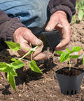 Gardener using Three Tray Seedling System With Fifty Easy Remove Nursery Pots in soil, ideal for microgreens propagation.