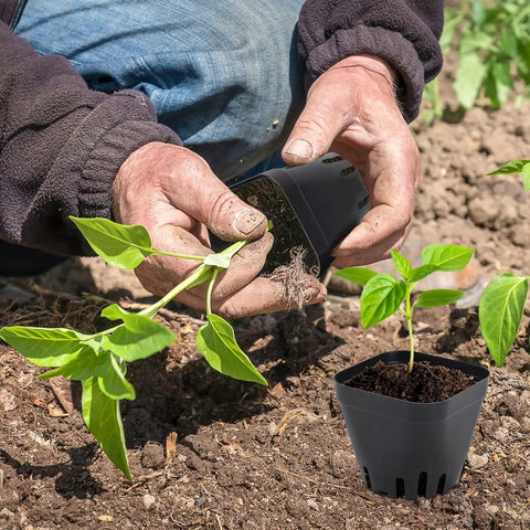 Gardener using Three Tray Seedling System With Fifty Easy Remove Nursery Pots in soil, ideal for microgreens propagation.