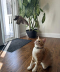 Cat watching Real Quail Wing On String Cat Toy For Interactive Play And Training With Bird Scent Great For Cats And Dogs.