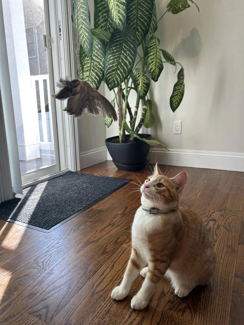 Cat watching Real Quail Wing On String Cat Toy For Interactive Play And Training With Bird Scent Great For Cats And Dogs.
