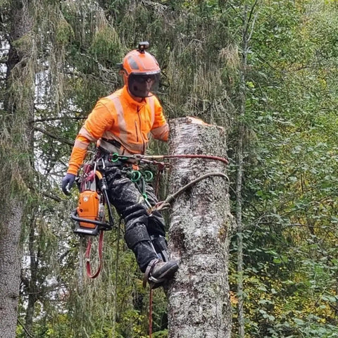 Arborist using Tree Climbing Gear Set With Spikes And Adjustable Straps For Arborists Hunters And Fruit Picking, with safety gear.