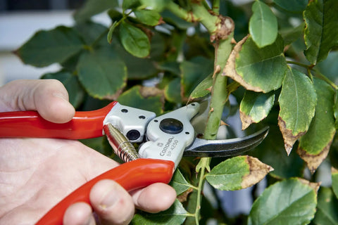 Hand using Max Forged Aluminum Bypass Pruner for 1 Inch Cut Capacity on a green stem, showing replaceable steel blade and ergonomic angled head.