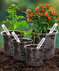 Clear Nursery Pots Set Of 36 In 7, 5, 4, And 3.5 Inch Sizes With Drainage Holes For Seedlings, Flowers, And Houseplants Transparent Plastic Plant Pots For Easy Root Watching And Watering displaying various plant growth stages.