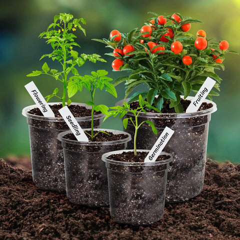 Clear Nursery Pots Set Of 36 In 7, 5, 4, And 3.5 Inch Sizes With Drainage Holes For Seedlings, Flowers, And Houseplants Transparent Plastic Plant Pots For Easy Root Watching And Watering displaying various plant growth stages.