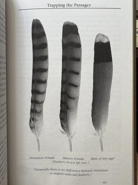 Kestrel Falconry Man's Guide For Modern Training And Hunting A Practical Readable Handbook feather diagram illustration.