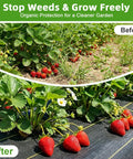 Heavy Duty Weed Barrier Fabric 6ft By 100ft Permeable Ground Cover For Gardens And Landscaping 3.5oz Woven UV Resistant shown with strawberries.
