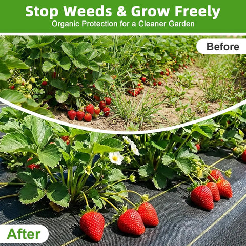 Heavy Duty Weed Barrier Fabric 6ft By 100ft Permeable Ground Cover For Gardens And Landscaping 3.5oz Woven UV Resistant shown with strawberries.